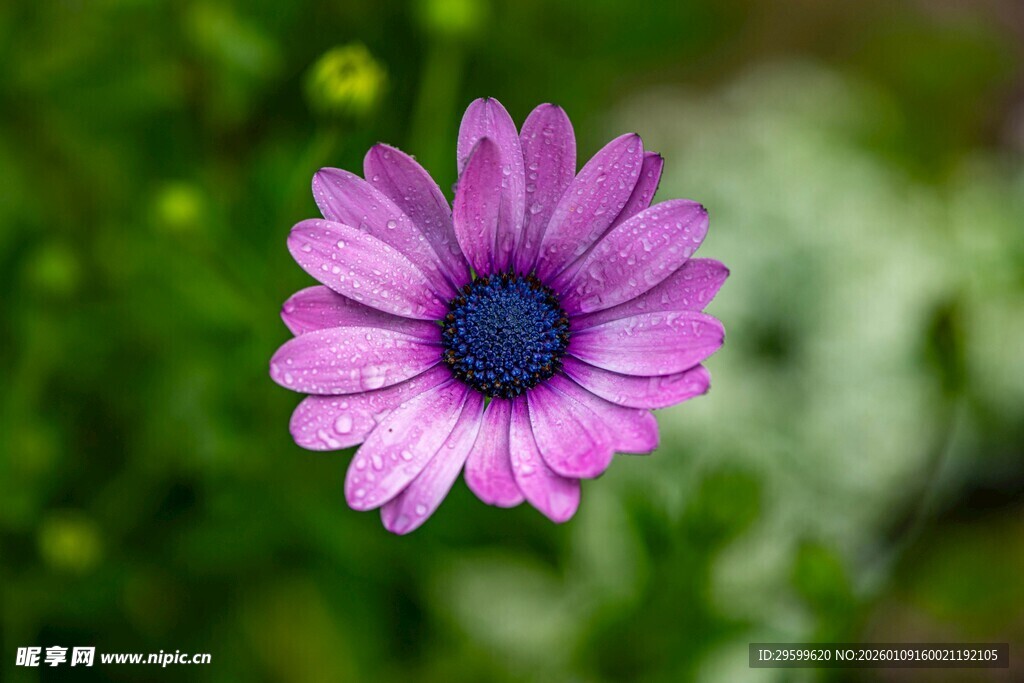 紫色雏菊特写