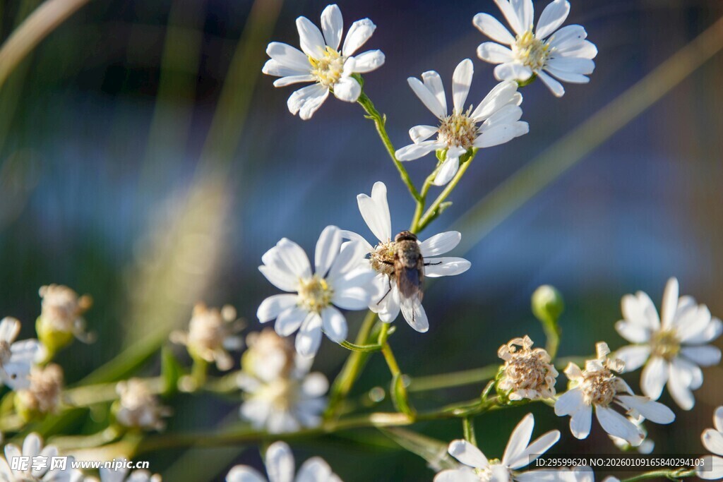 清新小白花绽放枝头