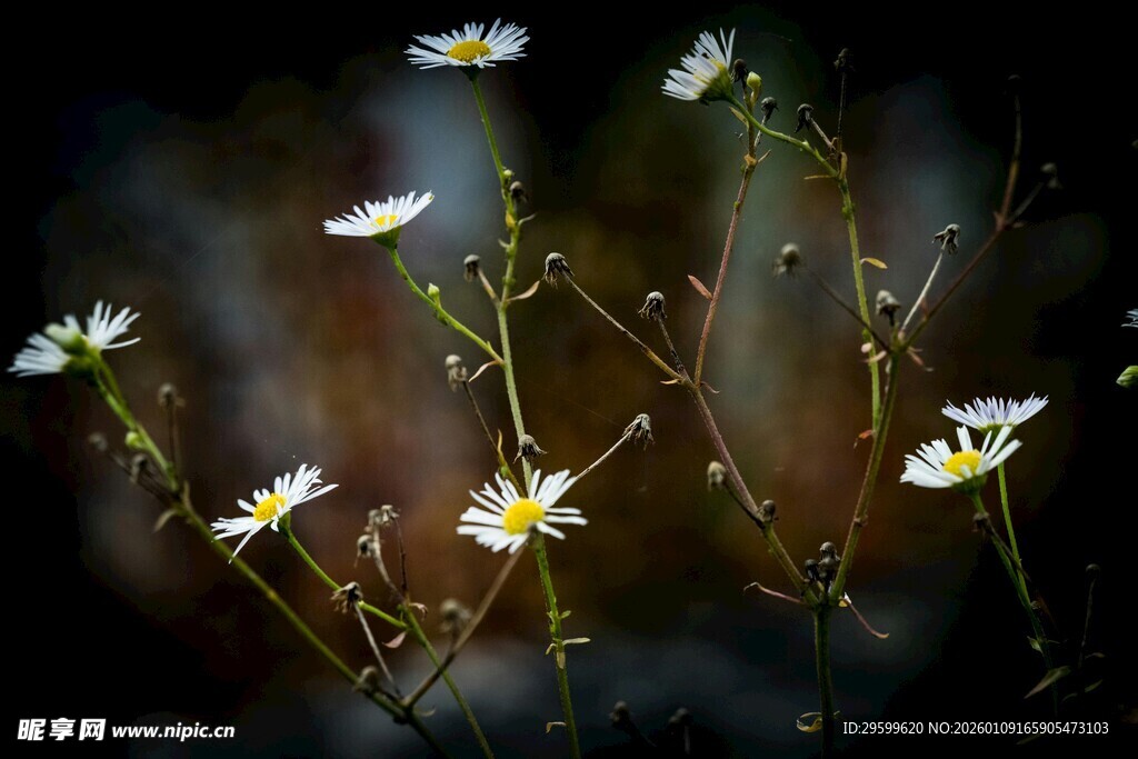 清新雏菊绽放于朦胧背景