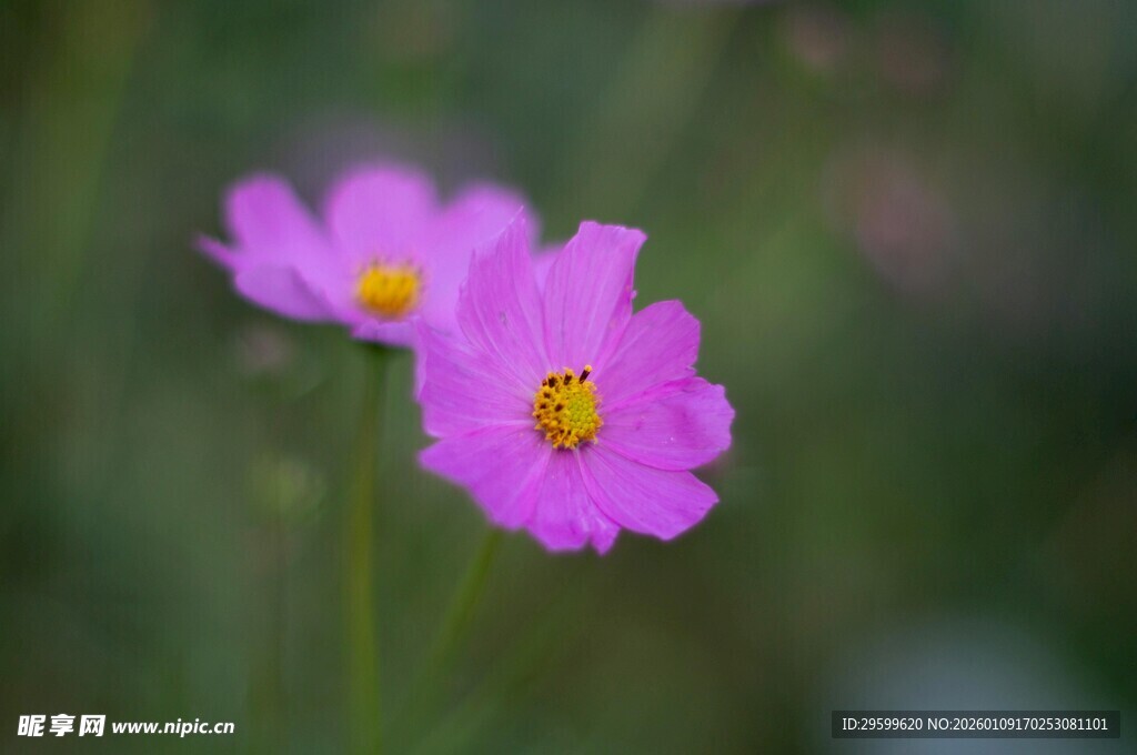 娇艳粉色波斯菊绽放