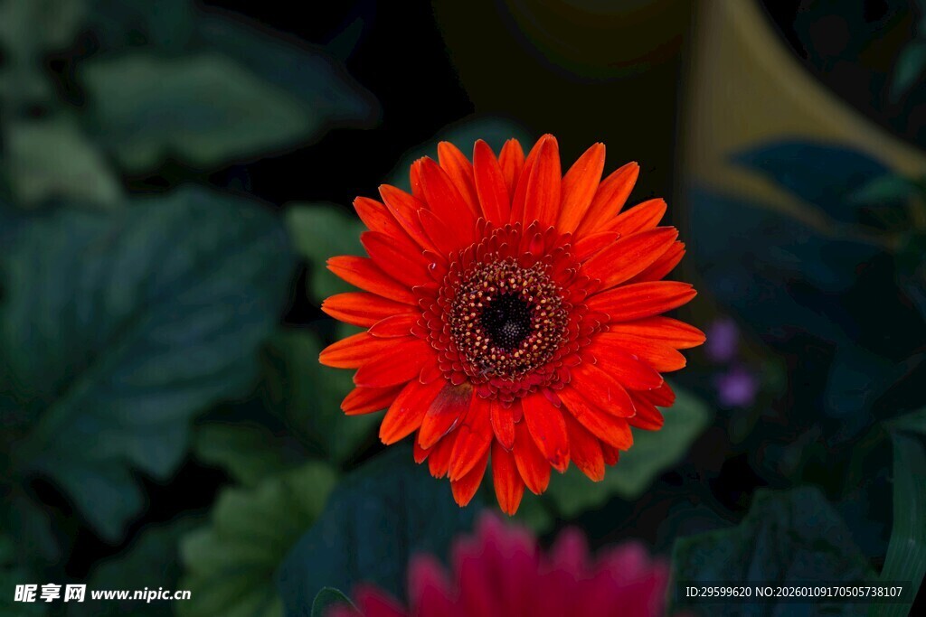 鲜艳红非洲菊绽放