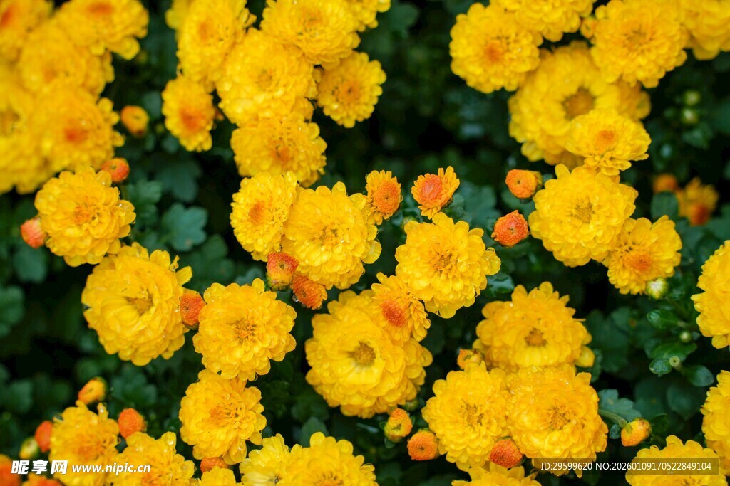 金黄灿烂的菊花盛放