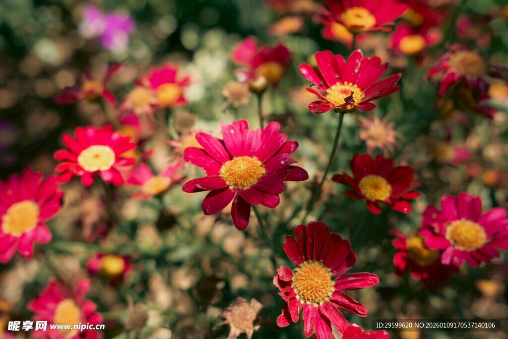 艳丽红色小菊花绽放