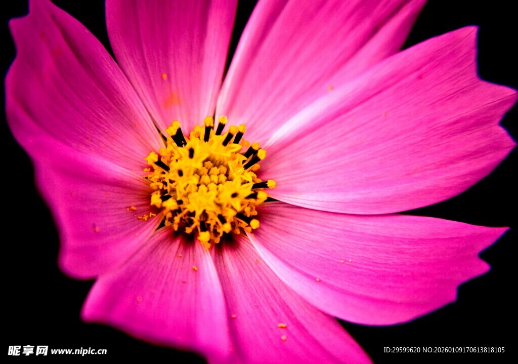 娇艳粉色波斯菊特写