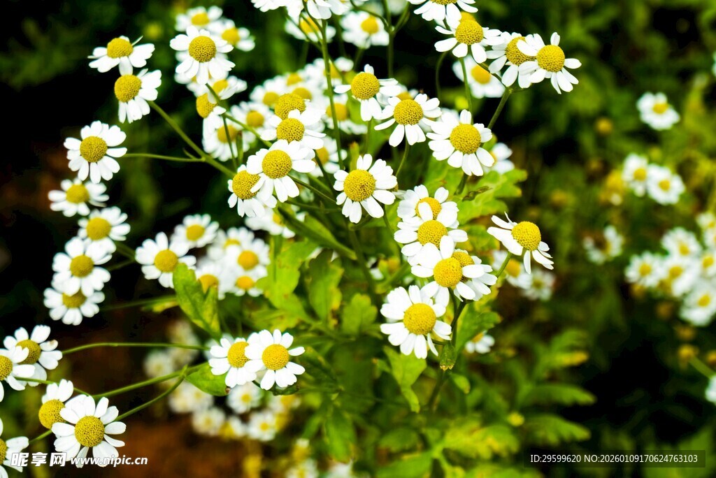 清新小白菊绽放于绿叶间