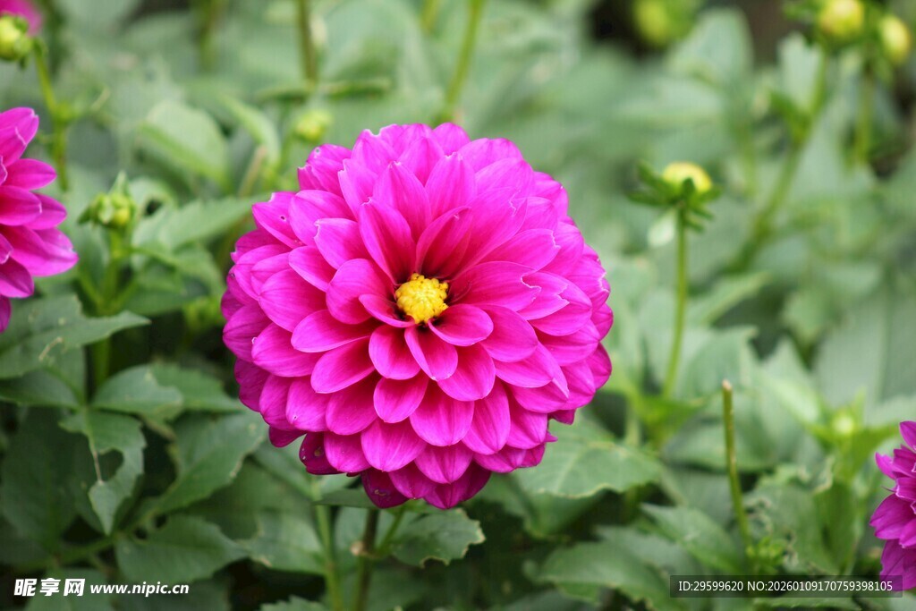 娇艳大丽花绽放