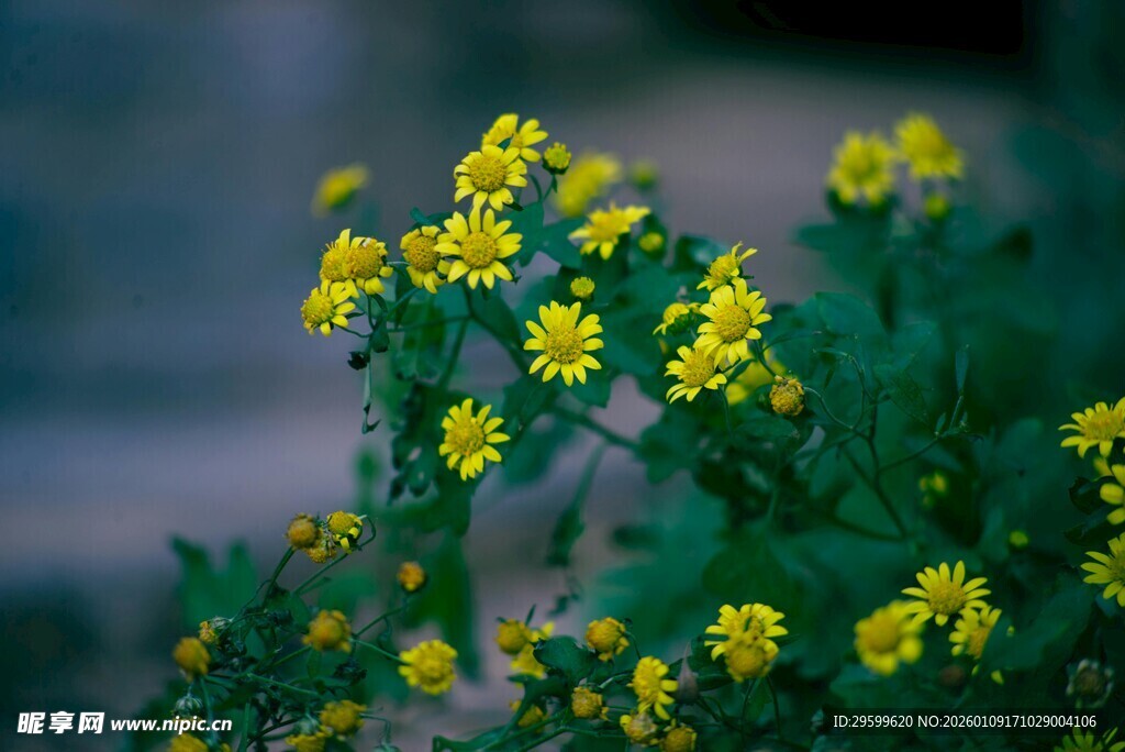 黄色小花绽放绿意间