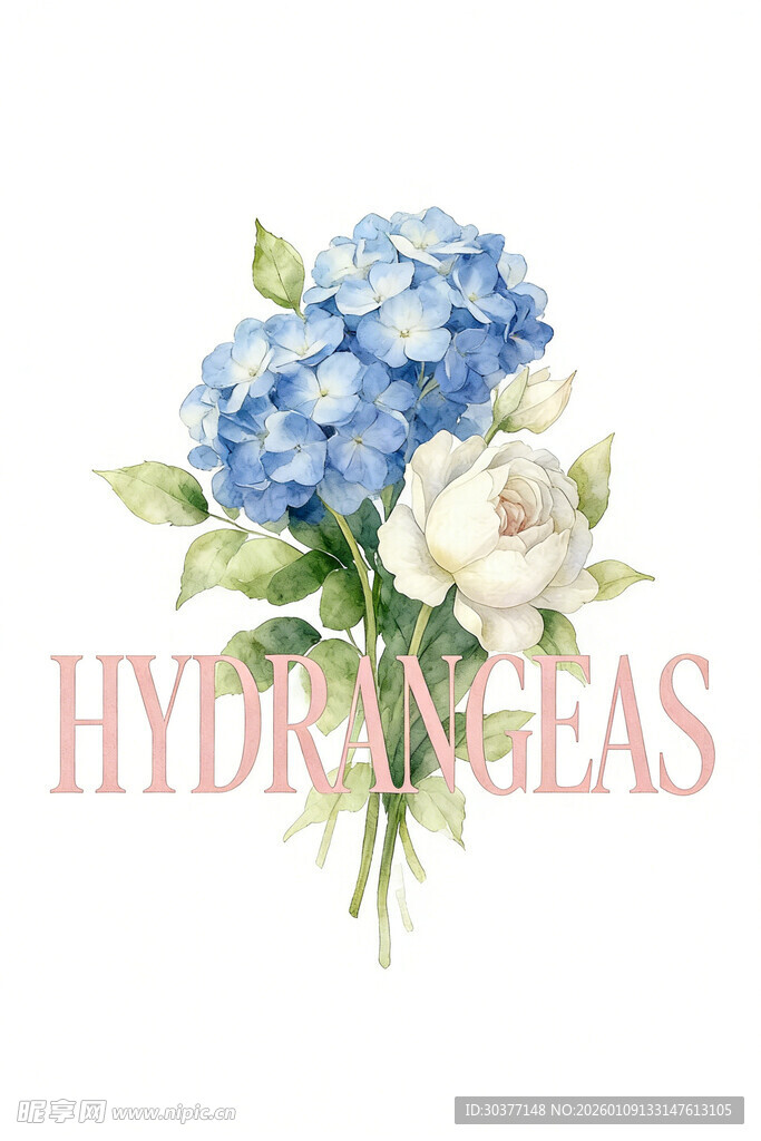 手绘蓝白绣球花束