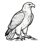 站立的雄鹰