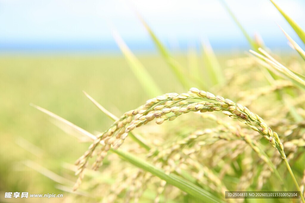 金黄稻穗 展现丰 希望