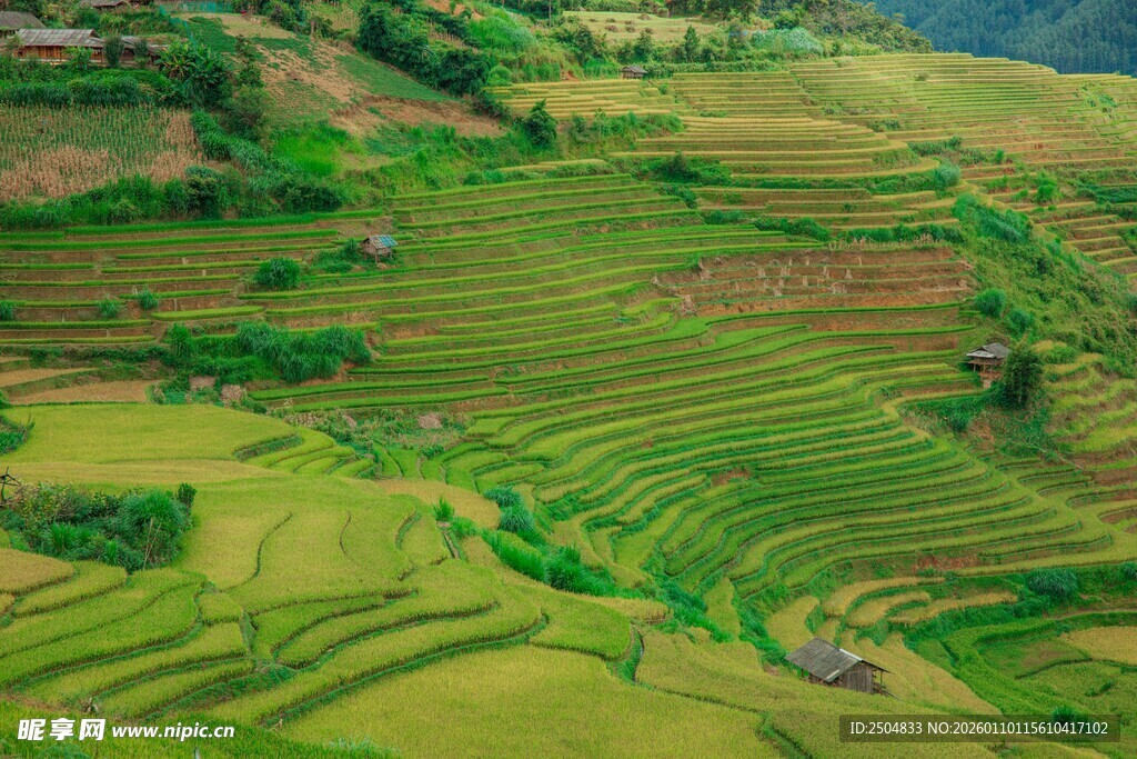 翠绿梯田美景