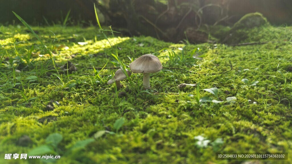 阳光下的翠绿草地