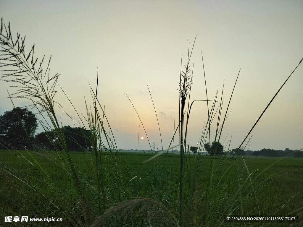 黄昏下的草地与摇曳草穗