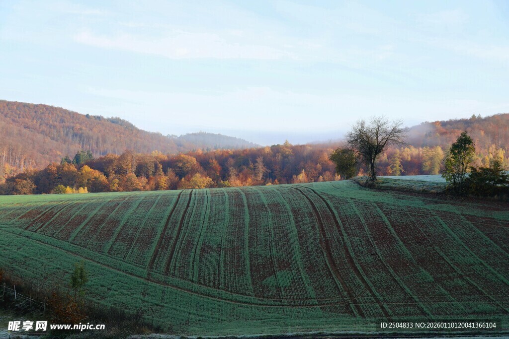 田园风光中的规整农田