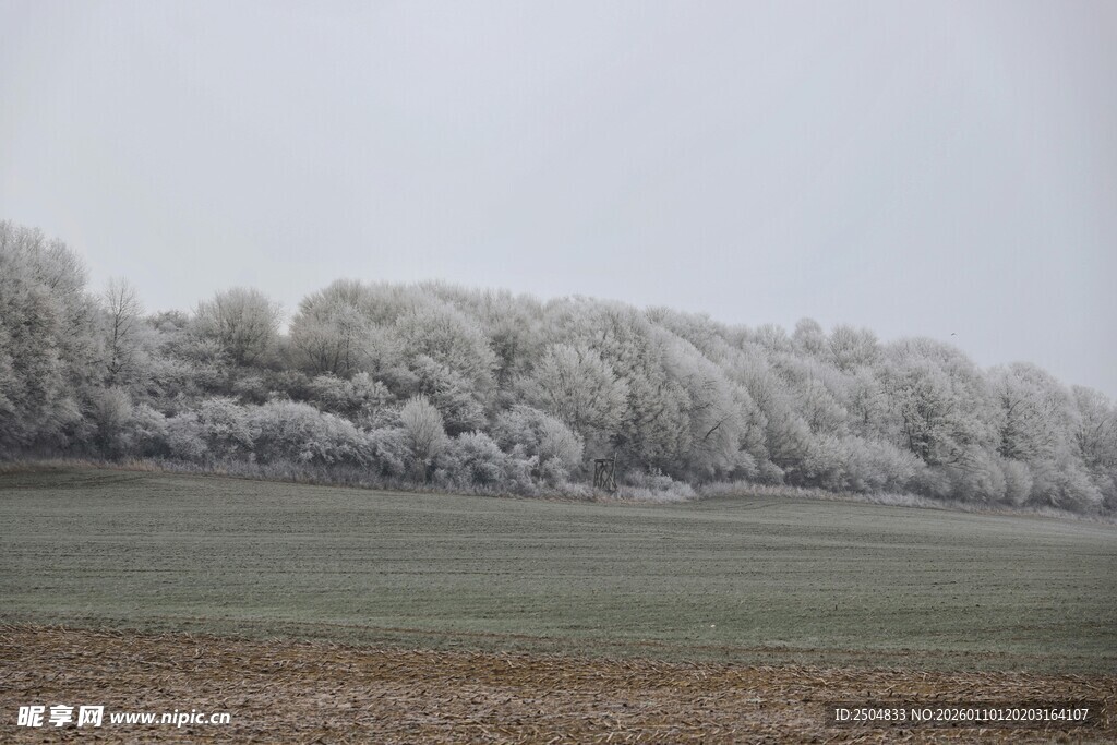 冬日银装素裹的树林景观