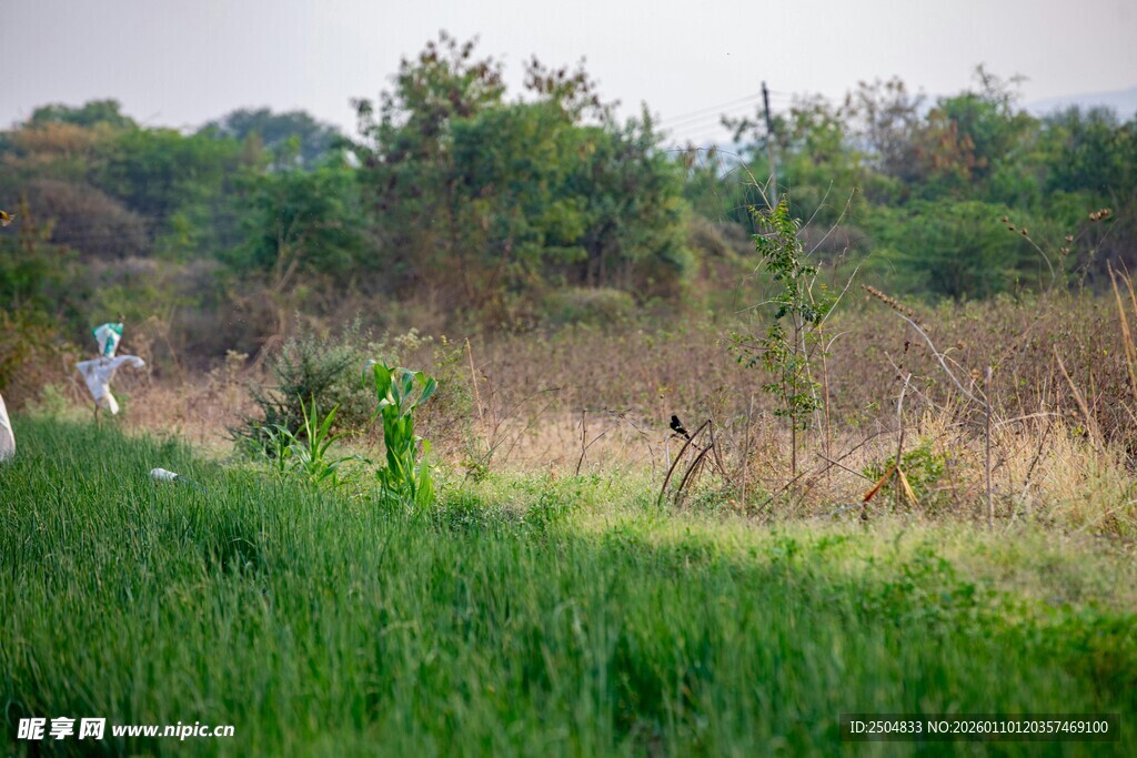 野外草地与远处树林景象