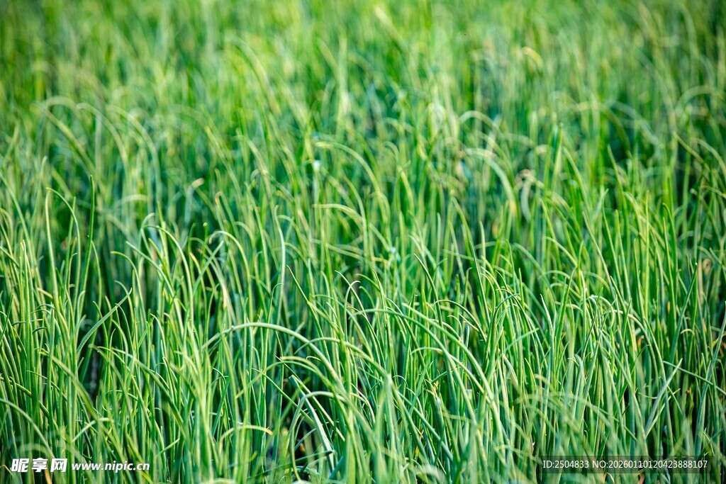 翠绿草地 清新自然景观