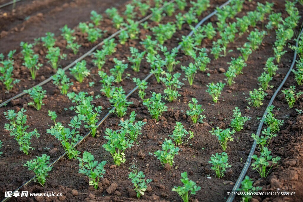 整齐排列的嫩绿幼苗
