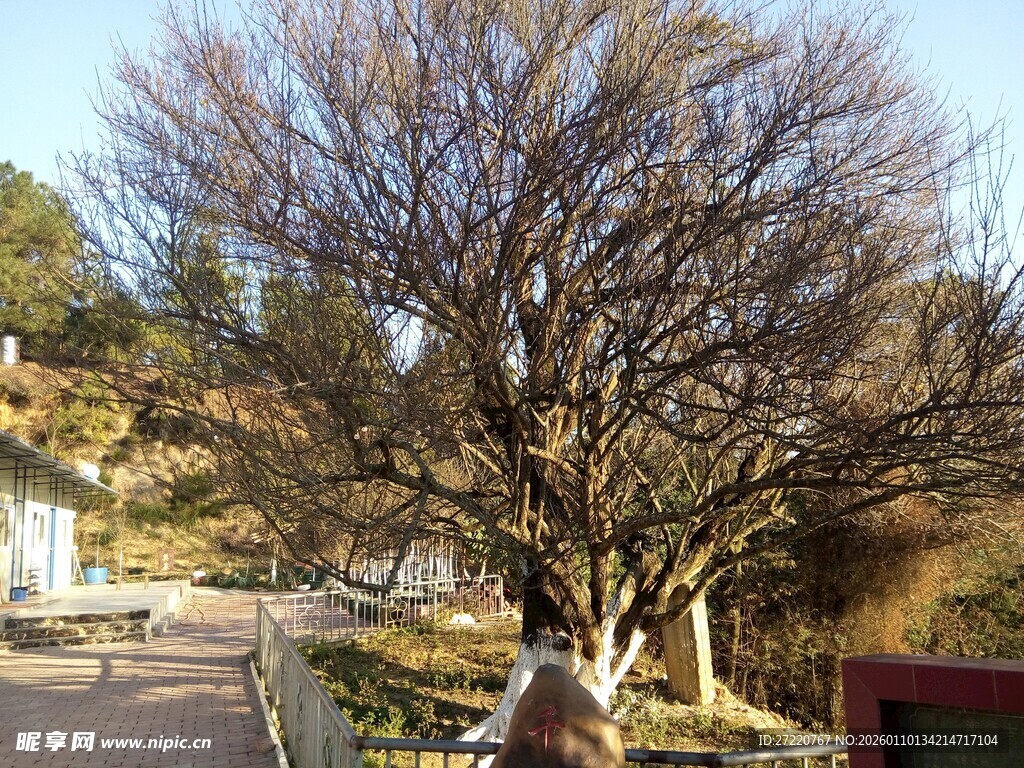 冬日枯树旁的宁静景致