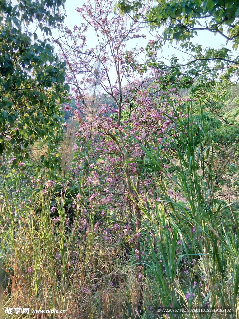野外紫色植物景观