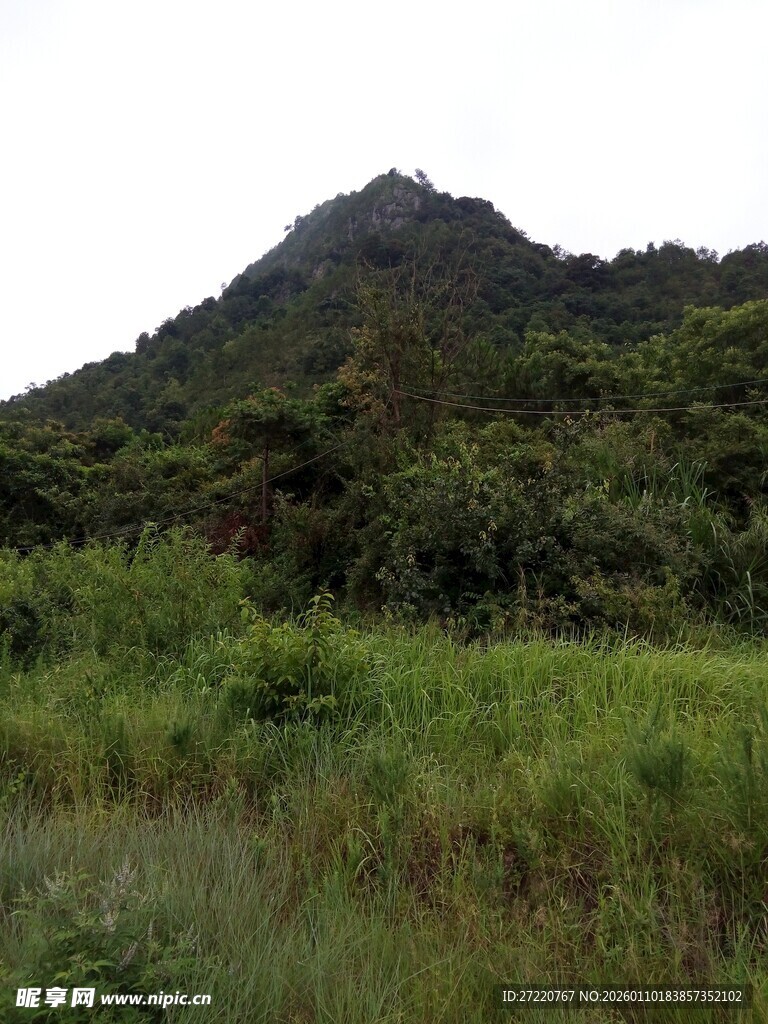 绿意盎然的山林景色