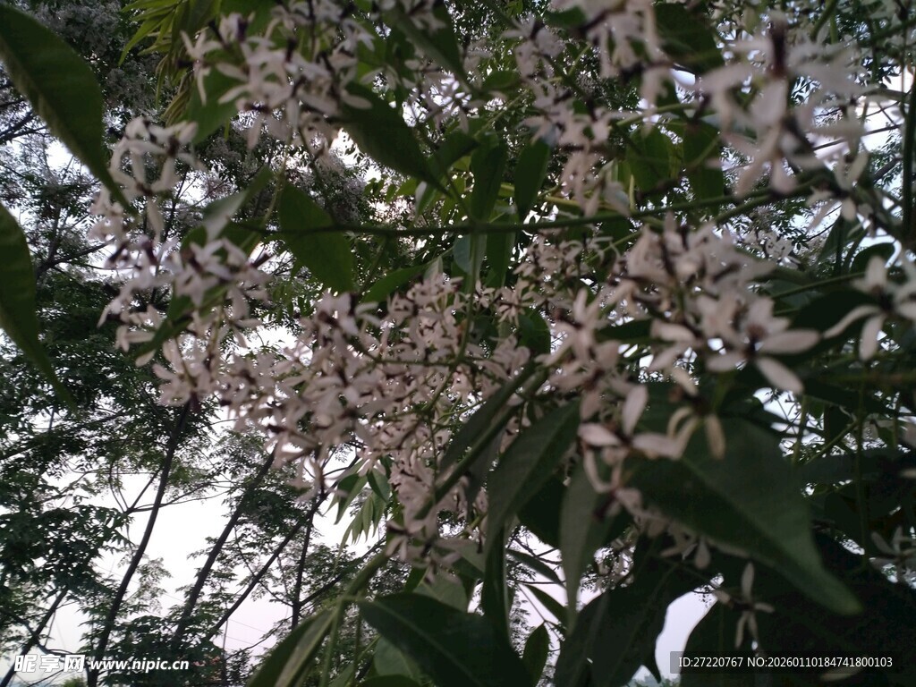 繁花满树的林间景致