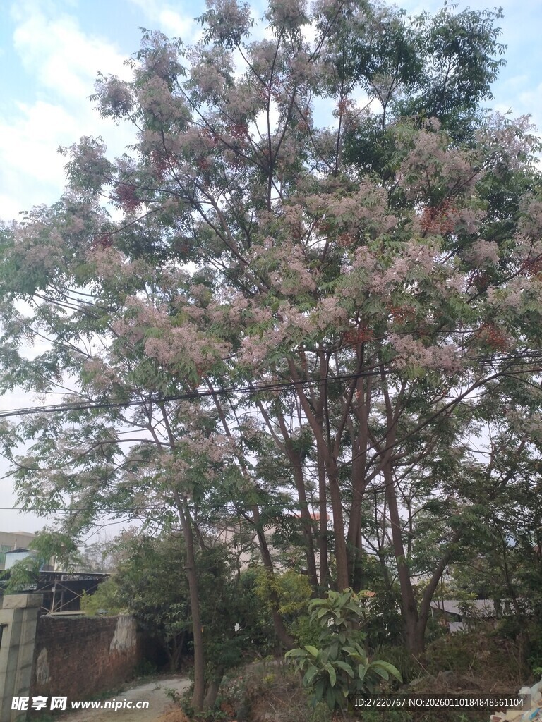 繁茂大树   苦楝花开