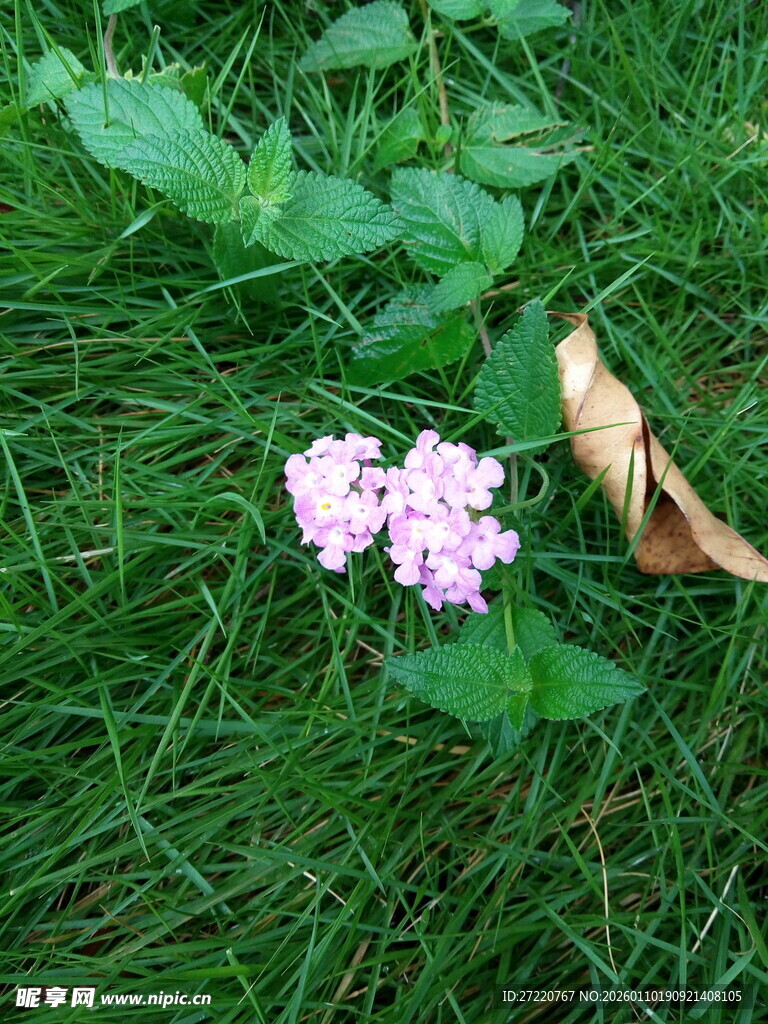 草地上的粉紫色小花