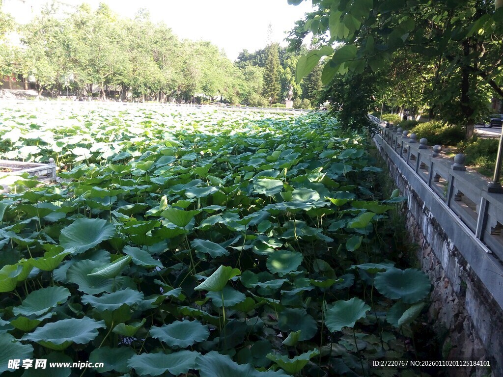 校园荷塘绿意浓景美如画