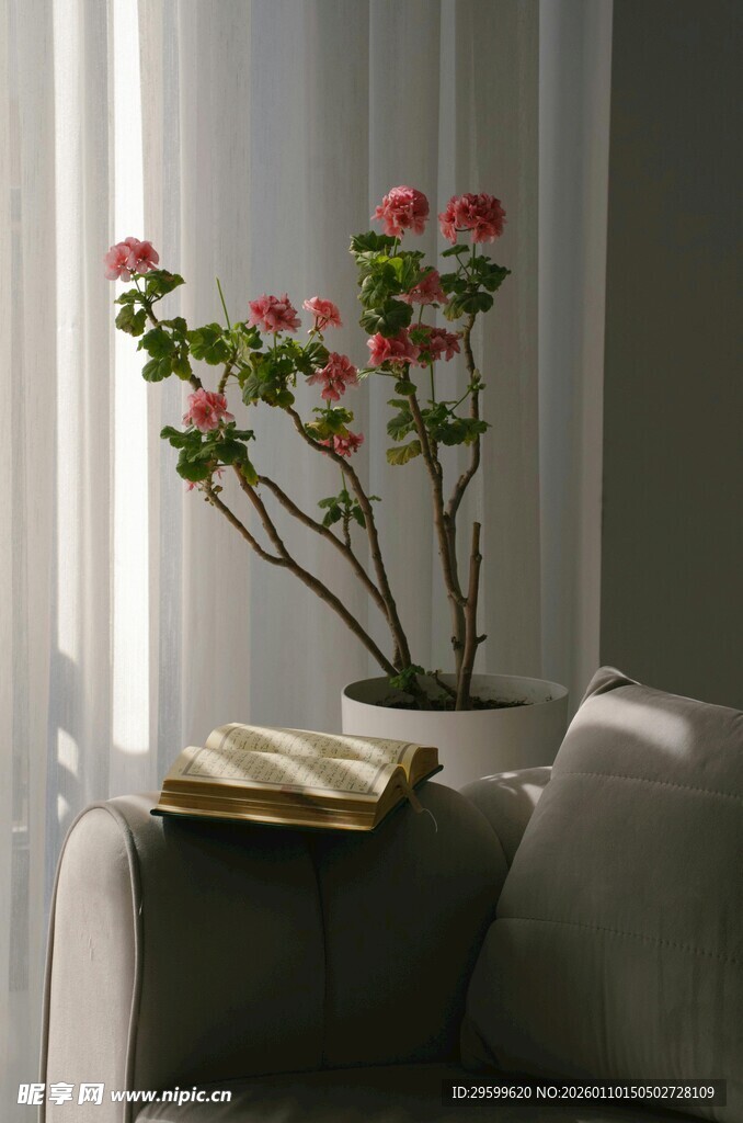 窗边沙发上的花卉盆栽