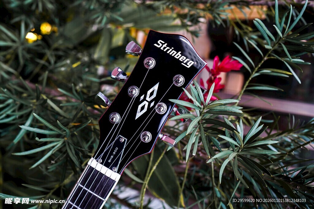 吉他置于绿植间的特写