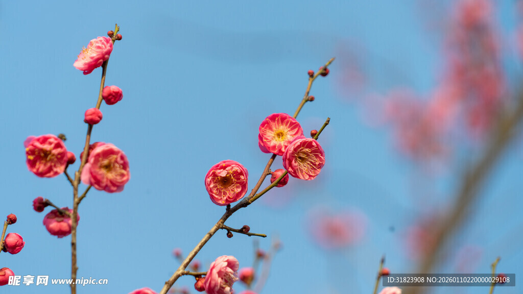 枝头绽放的艳丽红梅