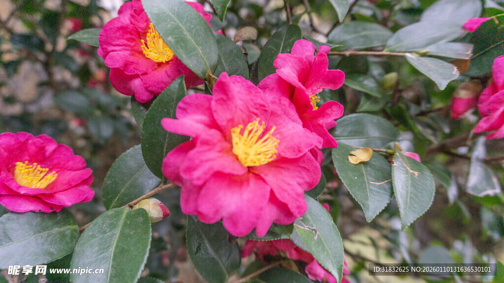 艳丽山茶花绽放