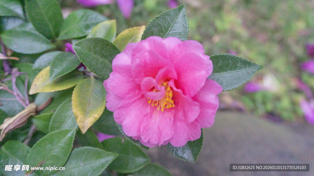 娇艳粉色山茶花绽放