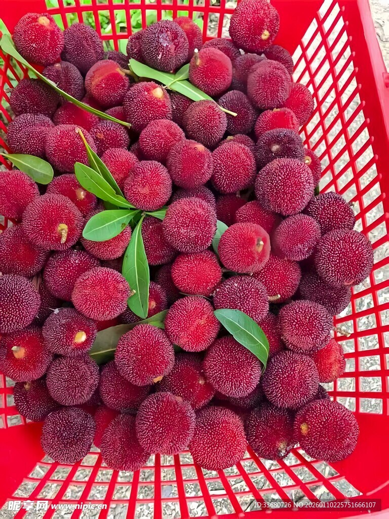 红网篮中的新鲜杨梅