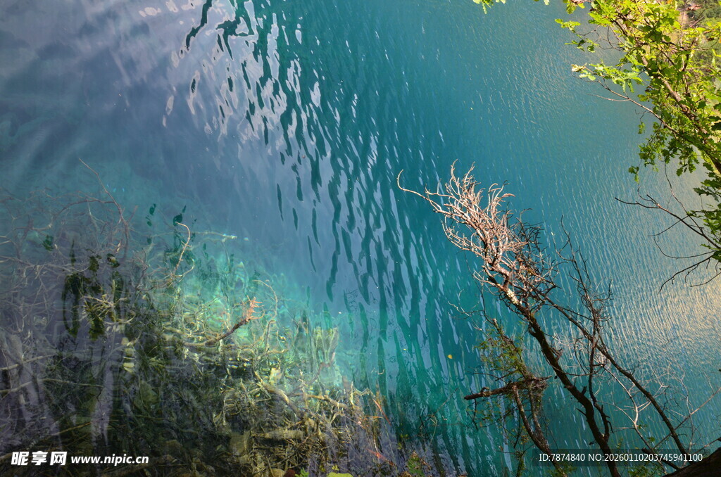 清澈湖水与岸边植物景观