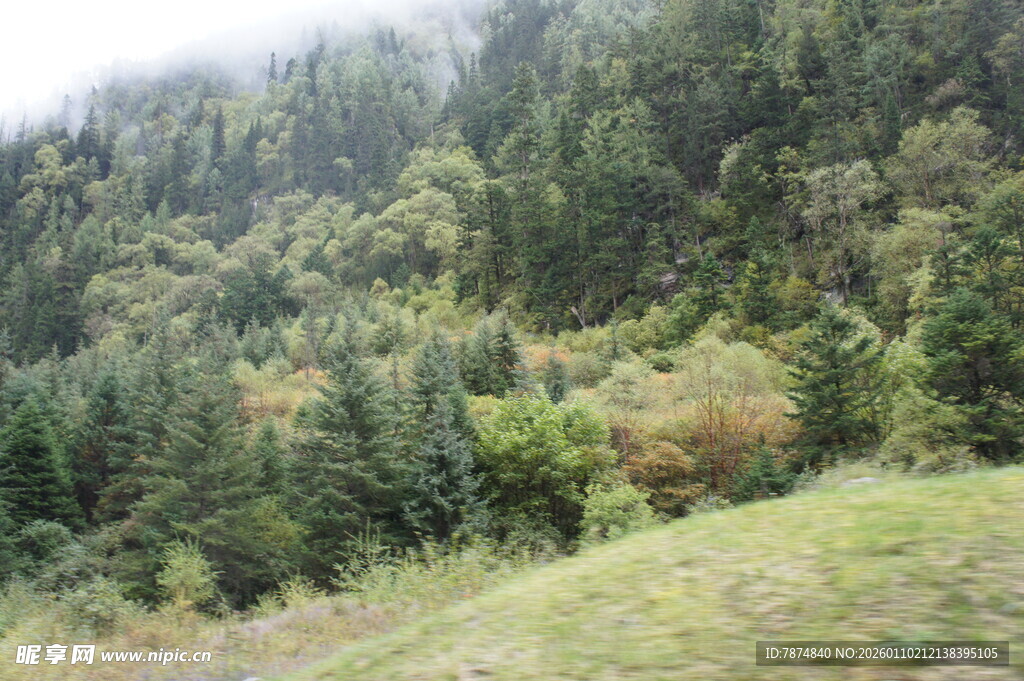 山林秋色 绿意与金黄交织