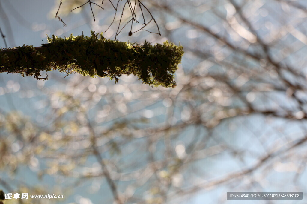 枝头苔藓与朦胧背景