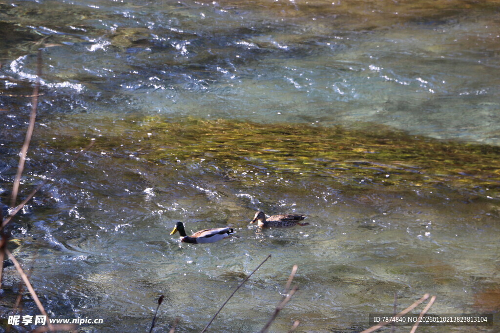 清澈溪流中的漂浮物
