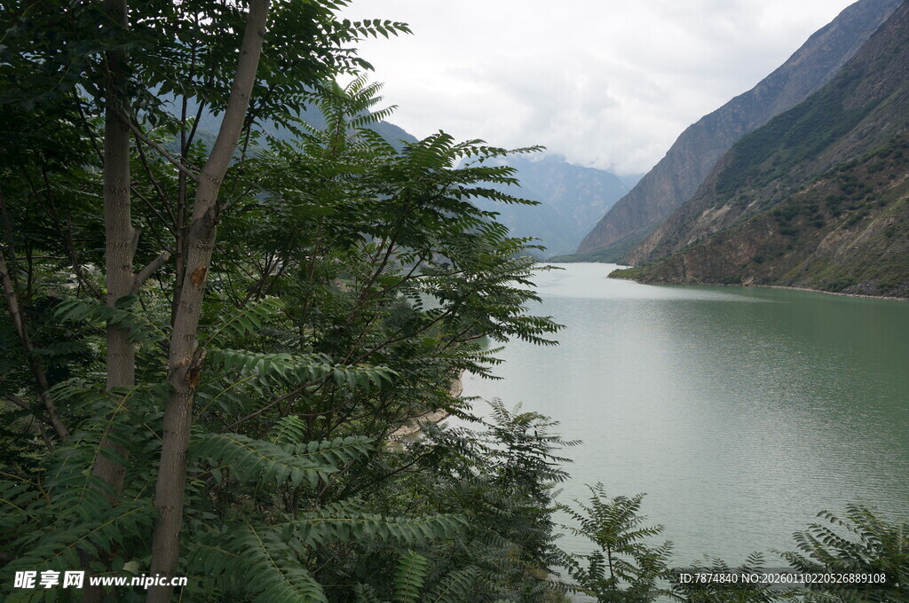 山间绿水畔的繁茂植被