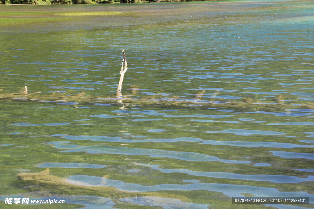 平静湖面中的孤立木桩