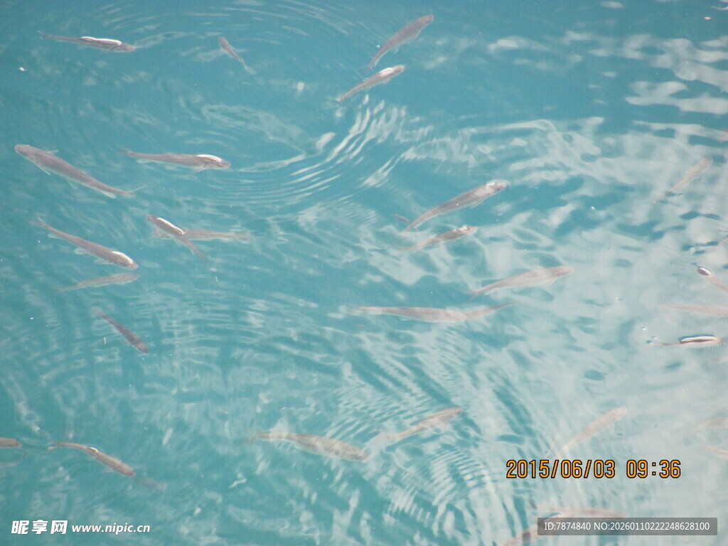 清澈水中游动的粉色小鱼