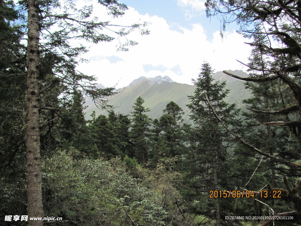 山林景致 绿意盎然的自然