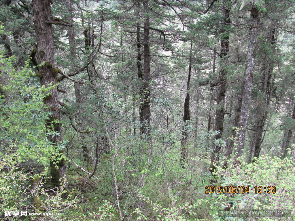 茂密森林中的繁茂植被