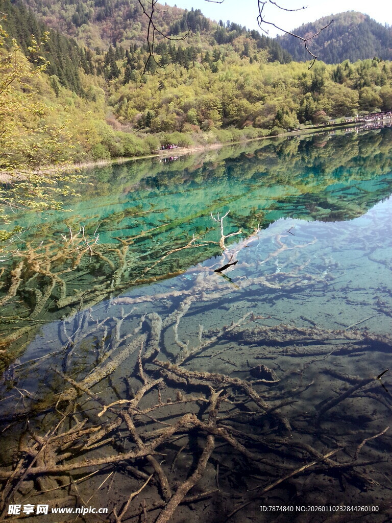 清澈湖底现盘根错节树根