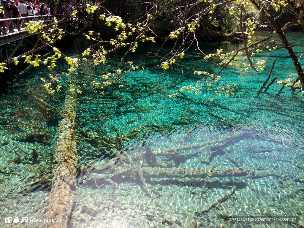 清澈水底的枯木与绿植