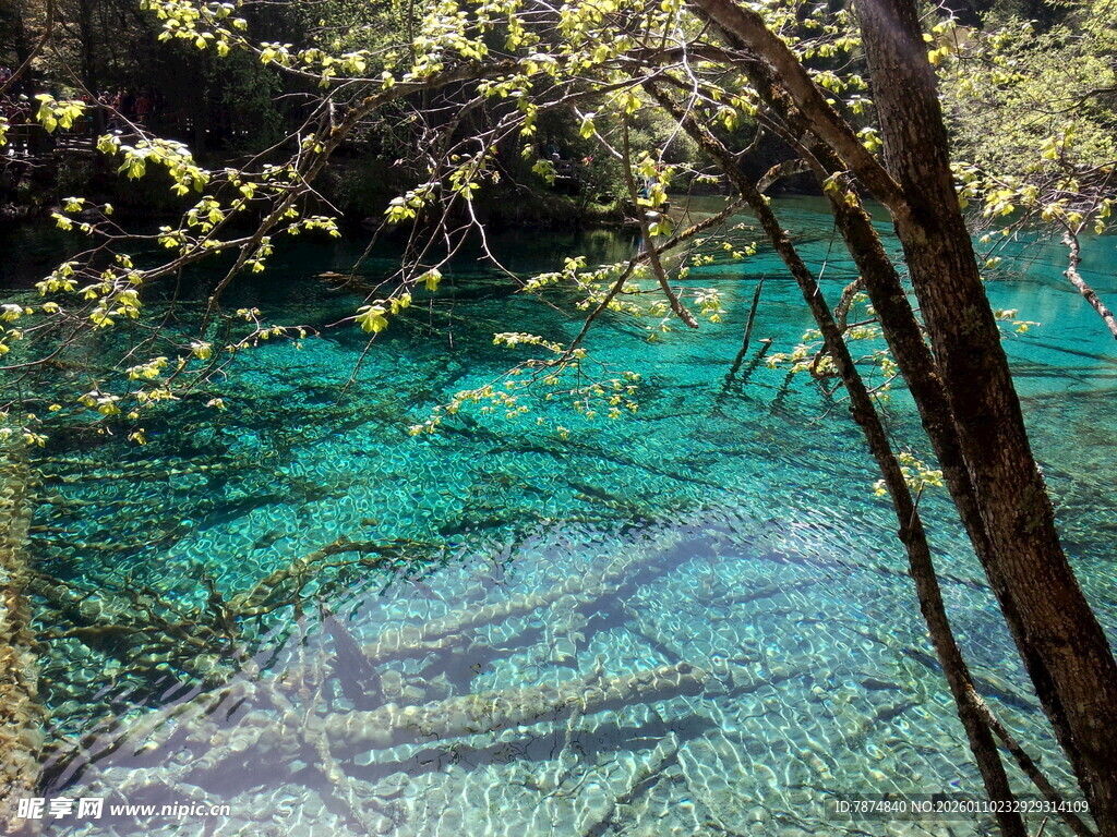 清澈幽蓝的森林水下世界