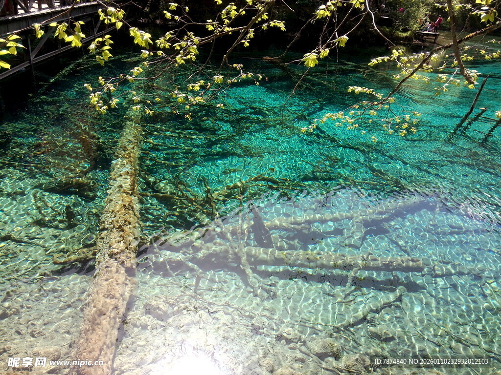 清澈水底的枯木与绿植