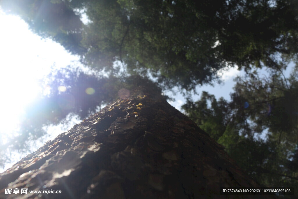 仰视参天大树的壮丽景象