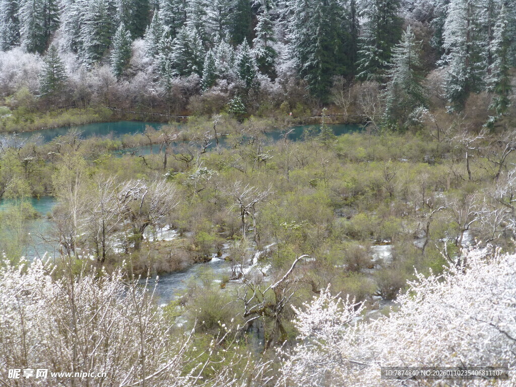 春日山林繁花溪流美景